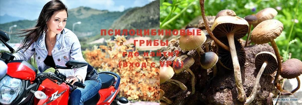 сатива Вяземский